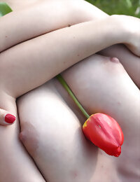 Felicia tulip